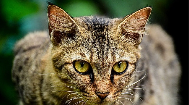 High Veterinary Bill Ends in Tragedy: A Life Lost, But Not the Cat’s
