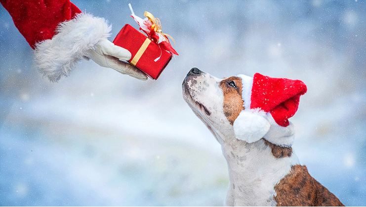 Study Reveals Our Pets Receive the Most Expensive Christmas Gifts