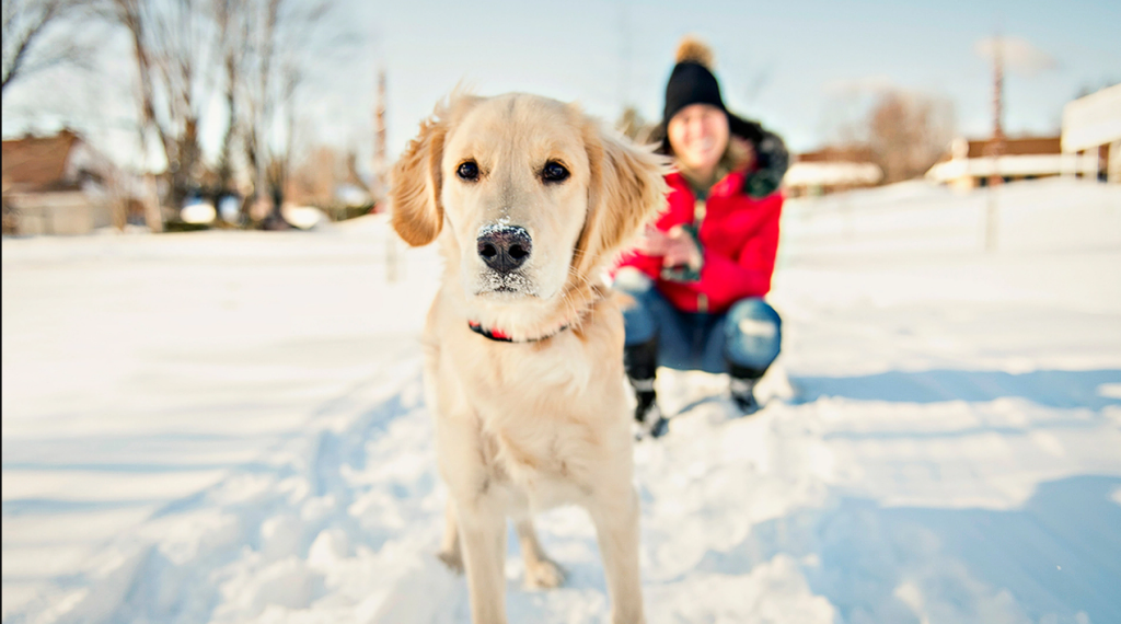 8 Essential Tips for Walking Your Dog in Winter: Pay Special Attention to Tip Number 5