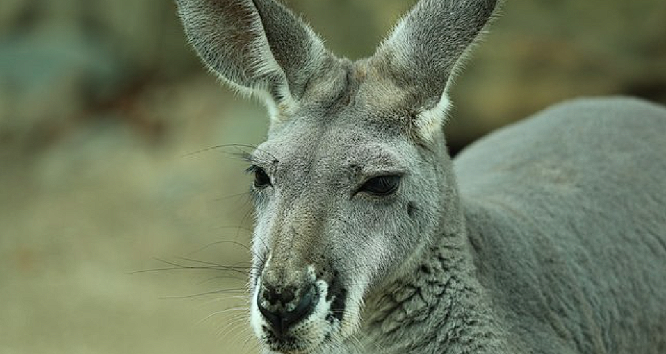 Kangaroo escapes: Strikes police officer in the head when captured