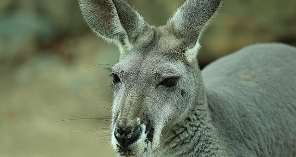 Kangaroo escapes: Strikes police officer in the head when captured