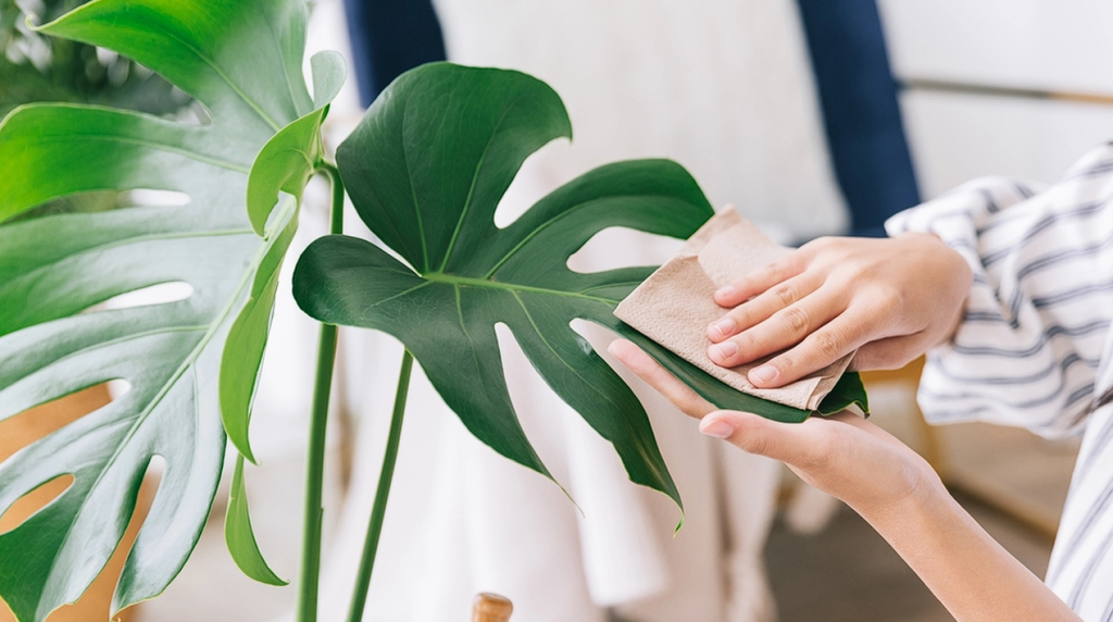 Few Know This: Why You Should Dust Off Your Indoor Plants