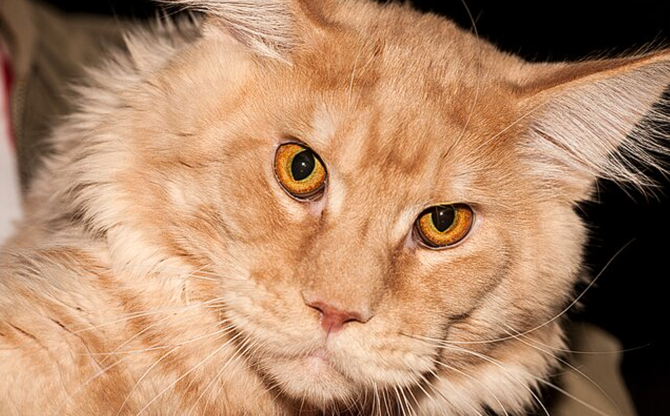 Hero Pet Cat Saves Family