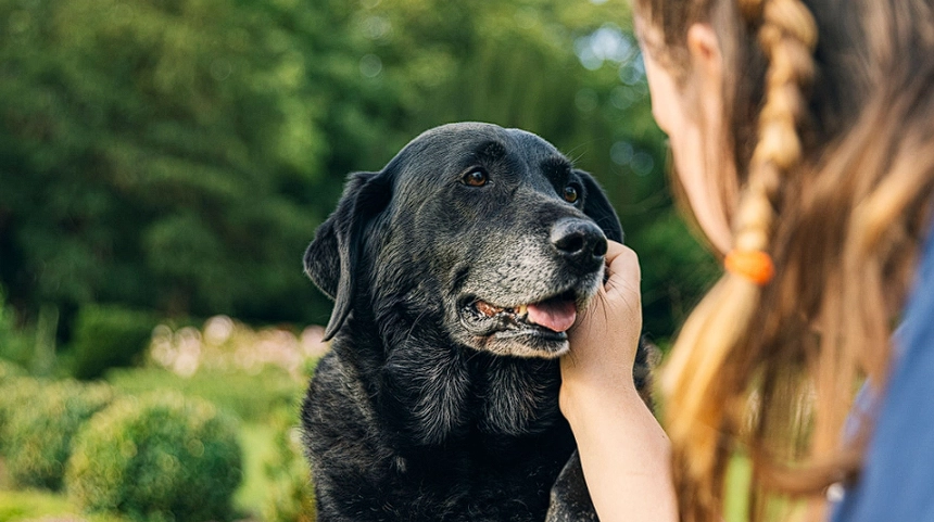 Woman Teaches Neighbor a Lesson After They Abandon Their Dog for a New Puppy