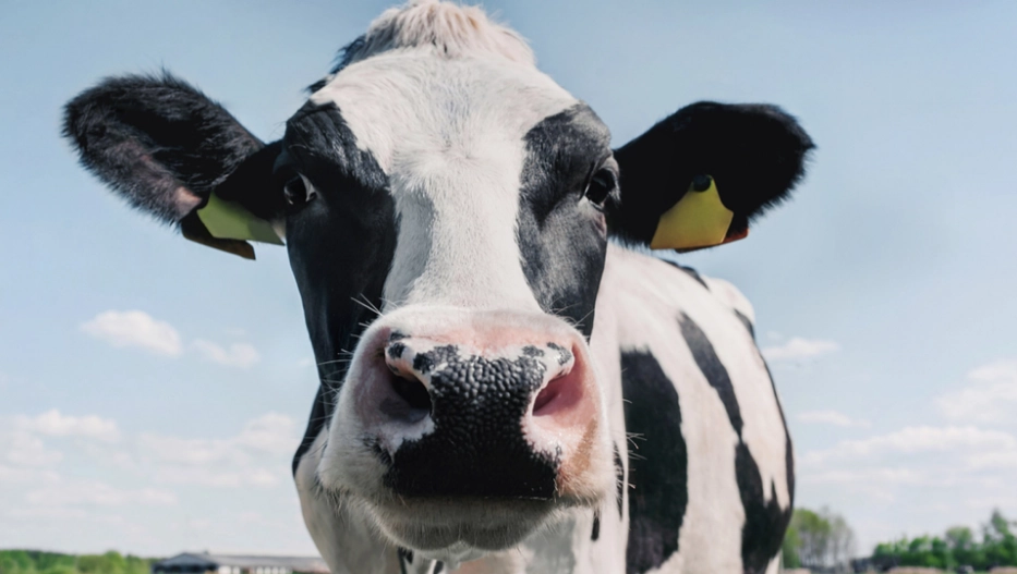 Farmer Ordered to Pay $113,000 to Neighbors Because of Smelly and Noisy Cows
