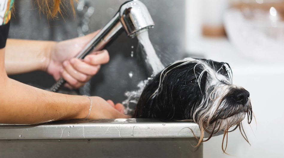 7 Essential Tips: How Dog Owners Can Save Hours of Work