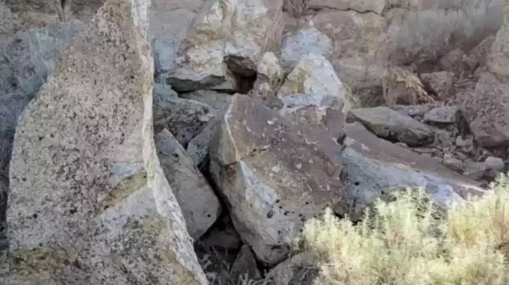 You Have the Eyesight of a Hawk if You Can Find the Hidden Rabbit in This Image in Less Than 10 Seconds
