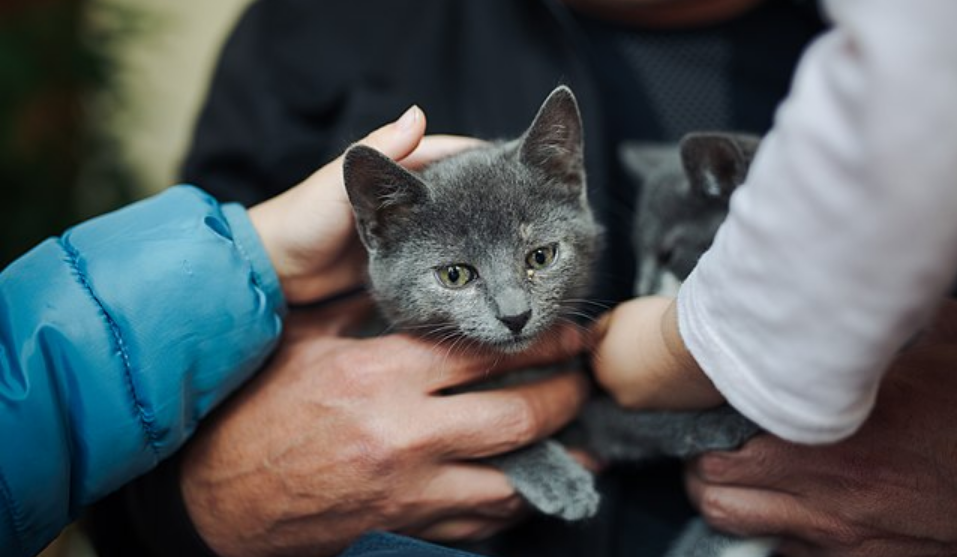 Couple Banned from Pet Ownership After Hoarding 159 Cats