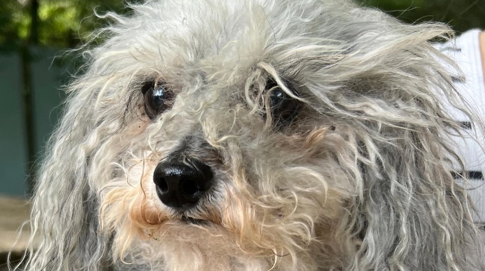 Dog Owner Warns After Terrifying Experience: These Things in Your Home are Toxic to Your Dog