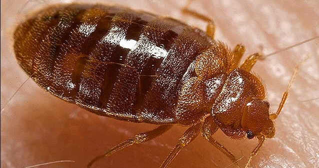 Bed Bug Scam: Duo of Con Artists Arrested After Defrauding Elderly Individuals