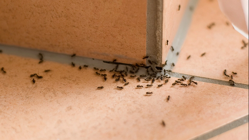 This Might Surprise You: Why You Shouldn’t Kill Ants in Your Home