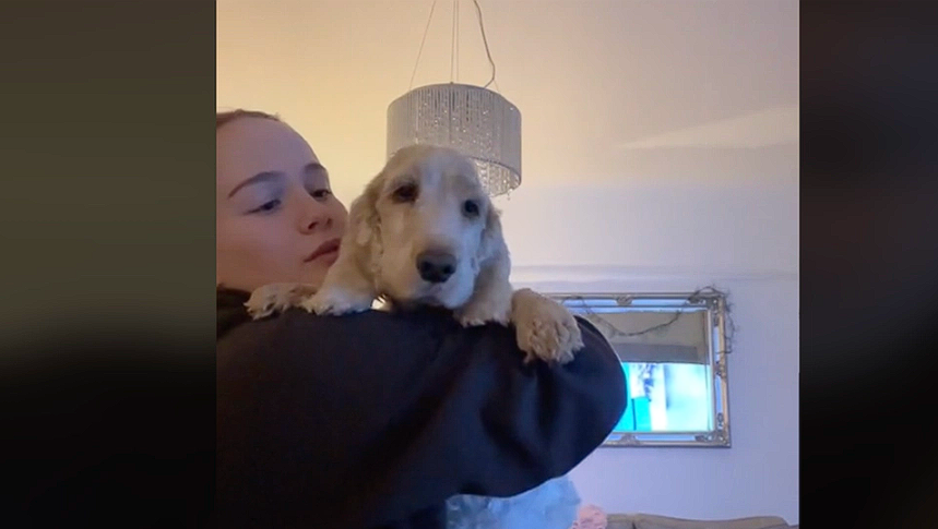 Amusing Chocolate Mishap Turns into a Costly Lesson: Be Careful with Your Dog This Christmas