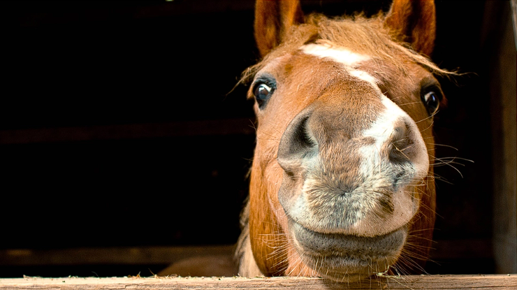 How Many Horsepower Does a Horse Actually Have? The Answer Might Surprise You