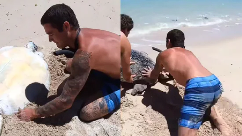 Stranded No More: The Touching Moment Men Save a Turtle on a Lonely Beach