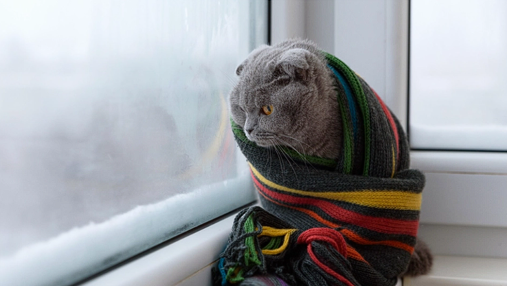 At What Temperature Do Cats Feel Cold?