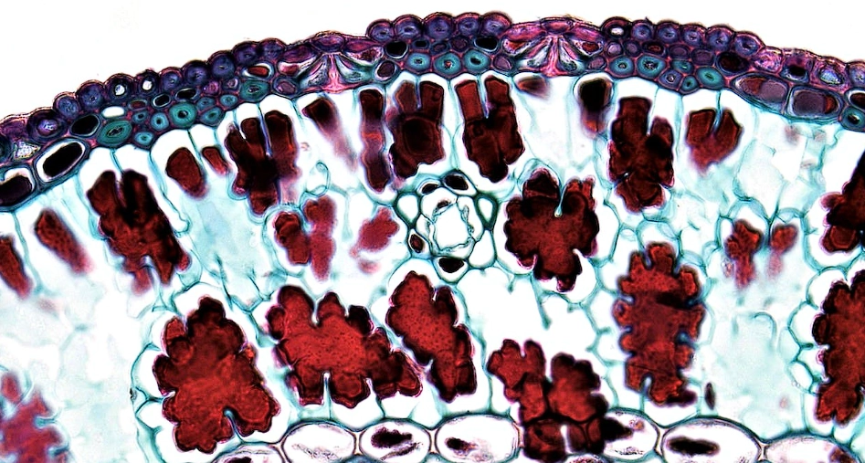 Breakthrough in Cancer Research: We Now Know How Cancer Cells Spread