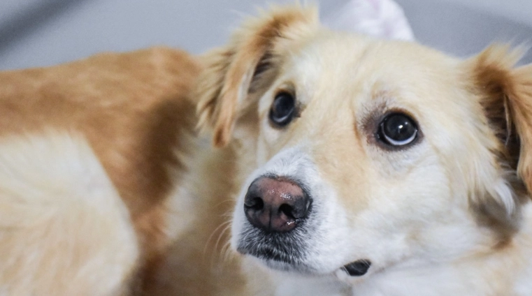 Decoding Your Dog: What Their Body Language Really Means