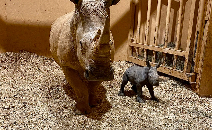 Only the Second Time in 134 Years: Zoo Atlanta Celebrates the Arrival of a Rare White Rhino Calf