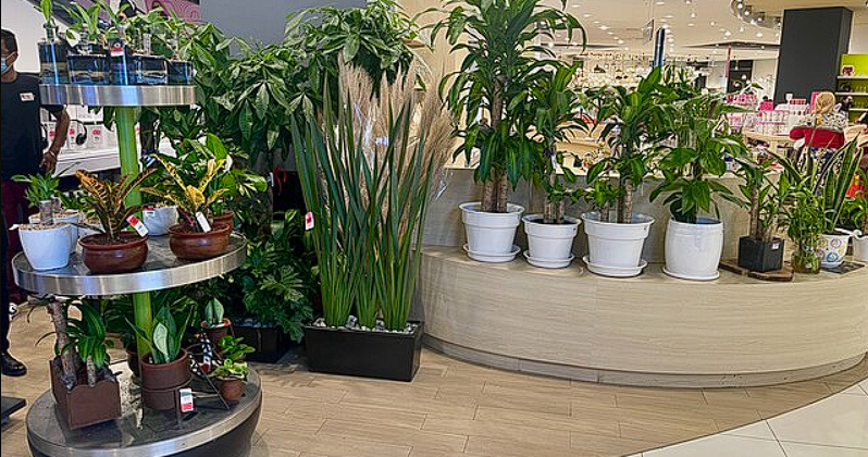 This Tropical Plant Can End Mold and Humidity in the House