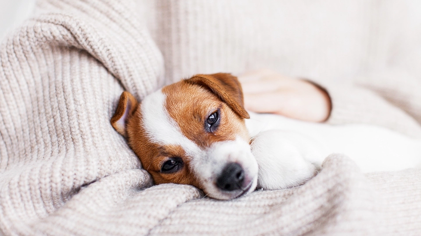 Cocaine Poisonings in Pets on the Rise in the U.S.