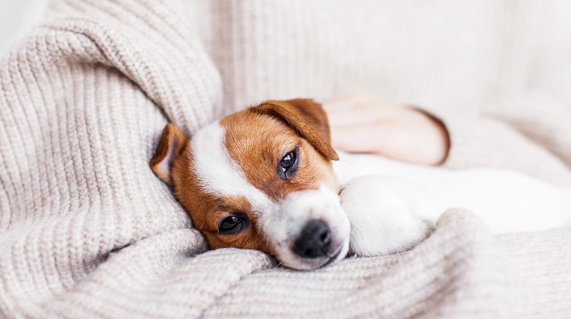 Cocaine Poisonings in Pets on the Rise in the U.S.