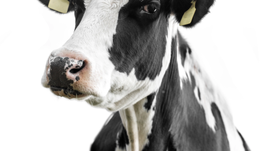 Freak Accident: 82-Year-Old Man Killed By Flying Cow