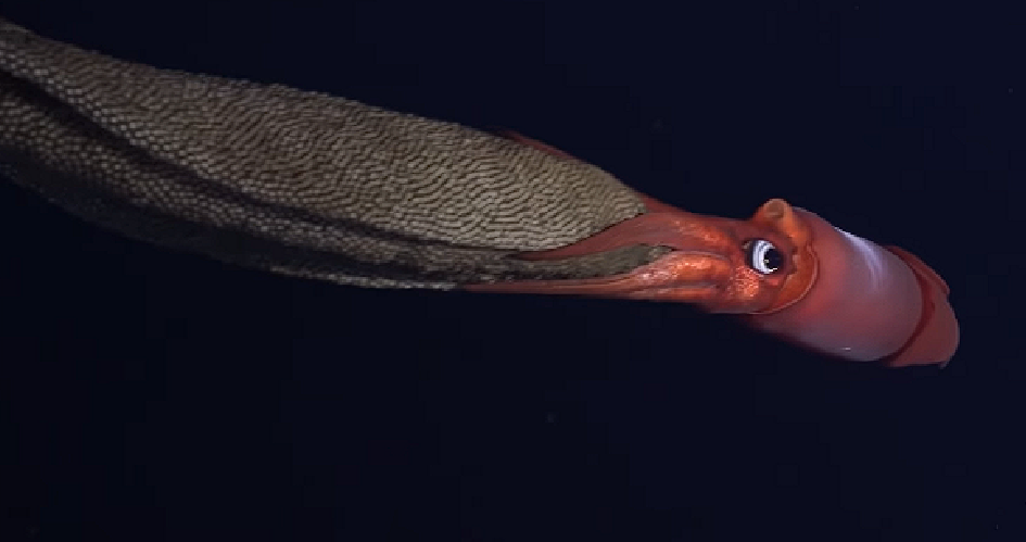 Astonishing Video Captures Black-Eyed Squid with Thousands of Eggs