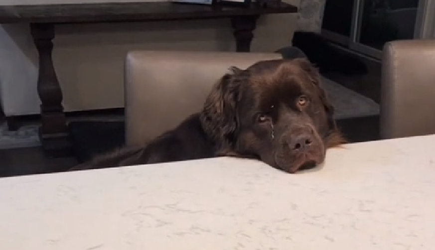This Dog’s Morning Unusual Routine Has Made More Than 175,000 People Laugh”