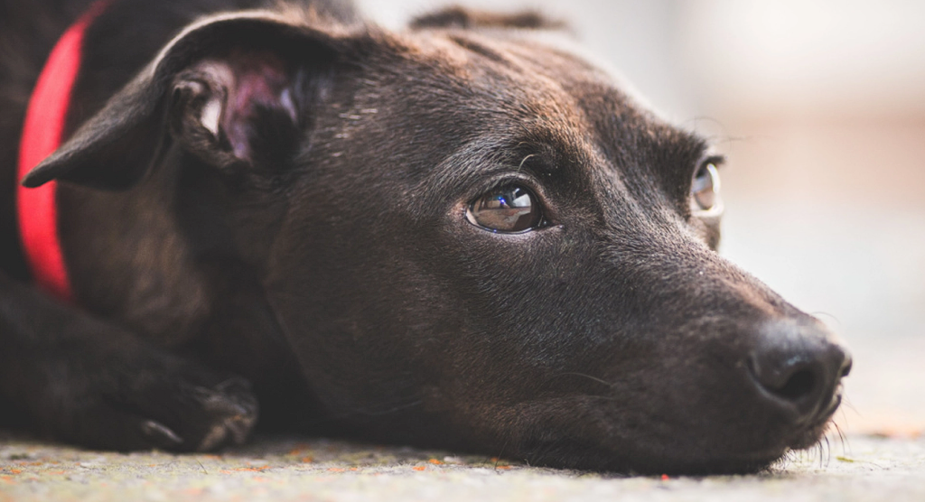 Great News for Dog Lovers: Now They Plan to Make It Illegal