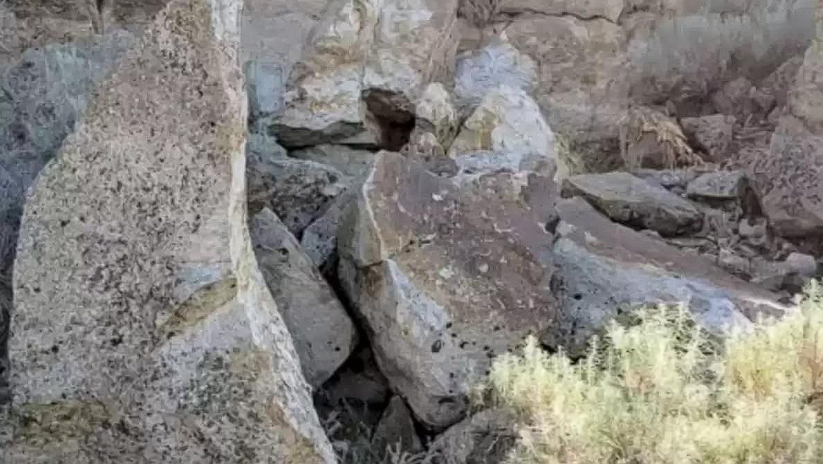 You Have Hawk-Like Vision If You Can Find the Rabbit Hidden in This Image in Less Than 10 Seconds