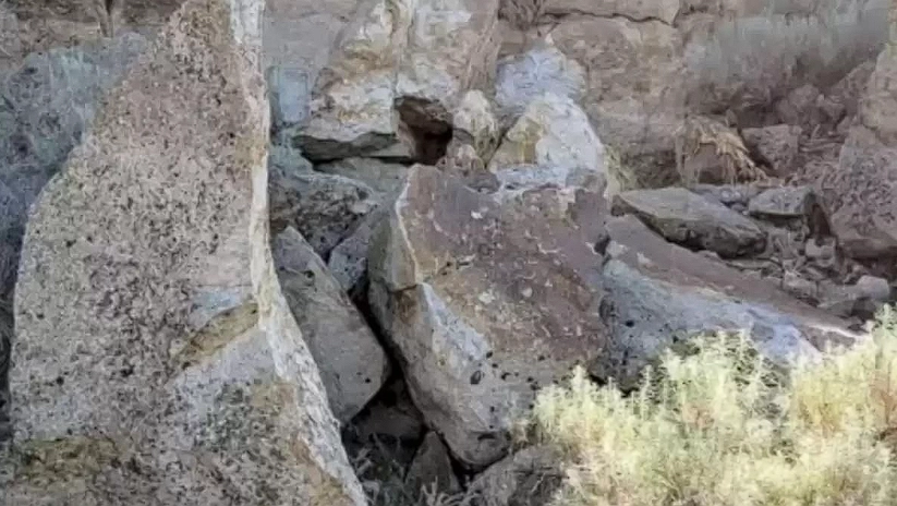 You Have Hawk-Like Vision If You Can Find the Rabbit Hidden in This Image in Less Than 10 Seconds