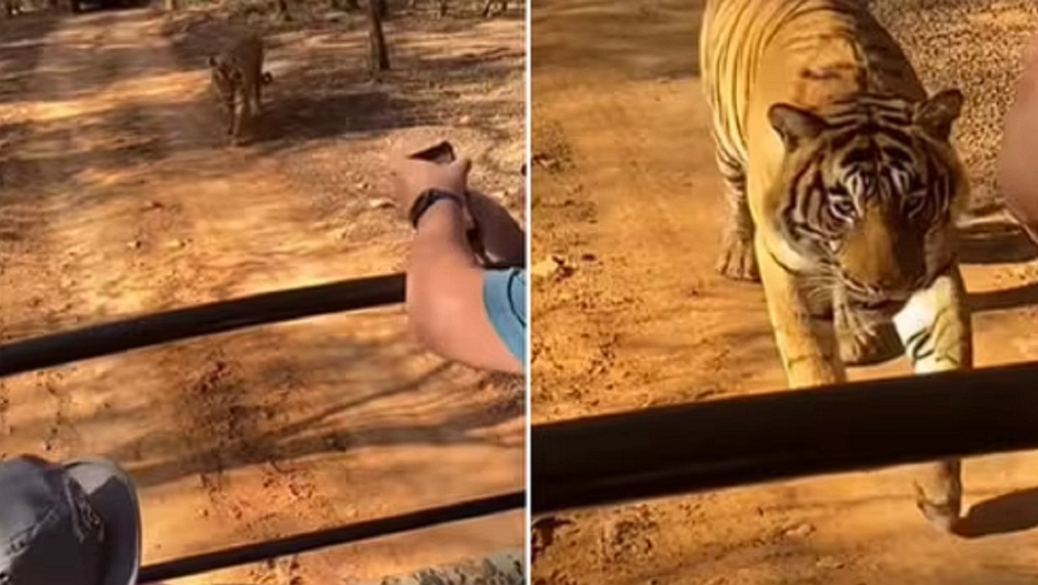 Tiger Sneaks Up on Guests in Safari Vehicle: They Start Screaming When it Reaches the Car