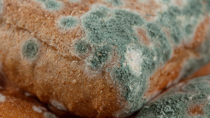 When Does Bread Get Moldy? How to Keep It Fresh Longer