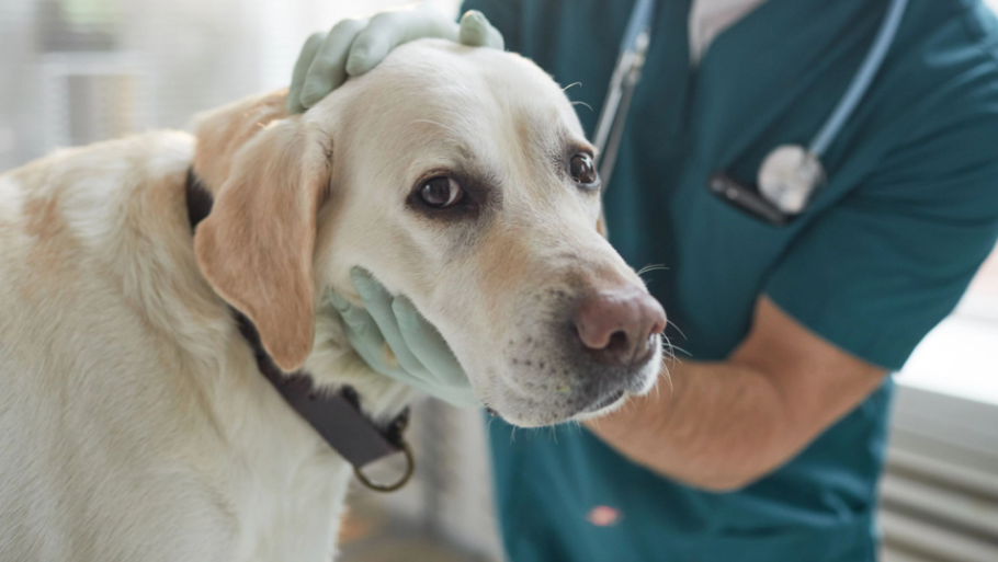 Veterinarian Issues Heartfelt Plea to Dog Owners: They Deserve It