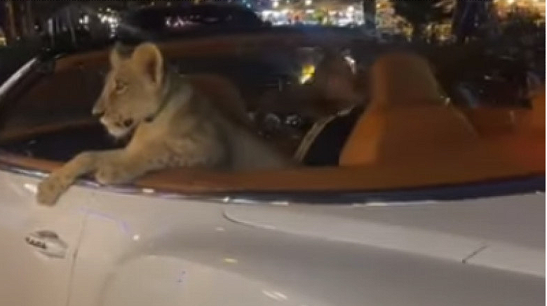 Viral Video Leads to Arrest in Thailand: Woman Detained for Parading Pet Lion Cub in Luxury Convertible