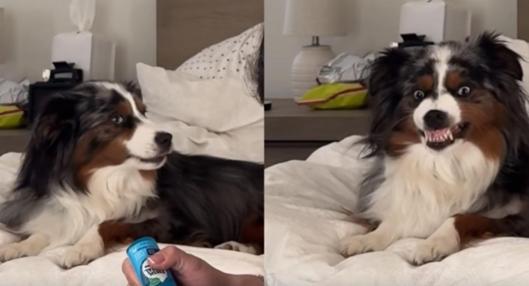 Watch: The Hilarious Reaction of a Dog When Its Owner Prepares to Brush Its Teeth