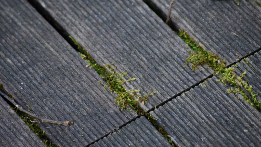 15 Minutes is All It Takes to Remove Moss from Your Driveway with This Method