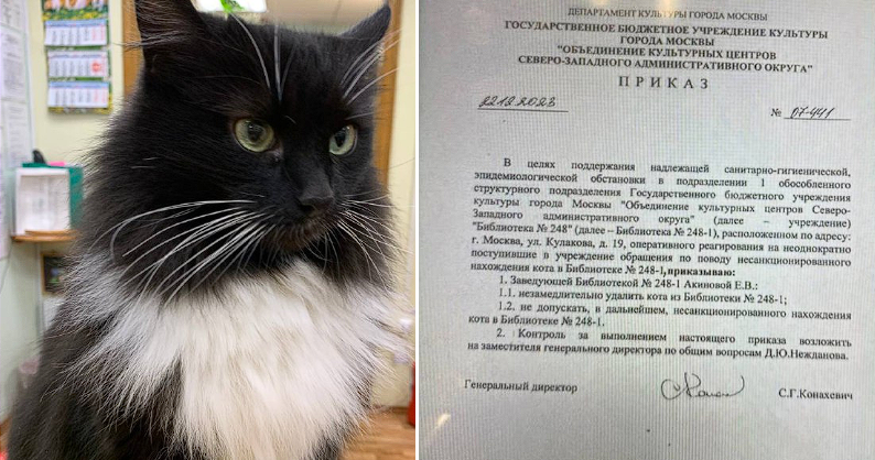 Public Outcry to Reinstate Marquis, the Cherished Library Cat