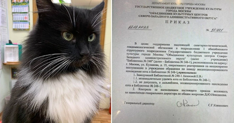 Public Outcry to Reinstate Marquis, the Cherished Library Cat