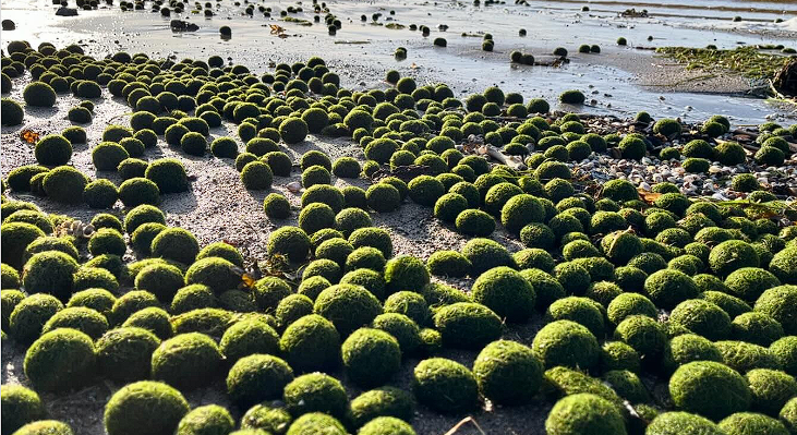 The Baltic Sea Washes Up Thousands of Mysterious Green Spheres: In Denmark They Call it Goat Balls