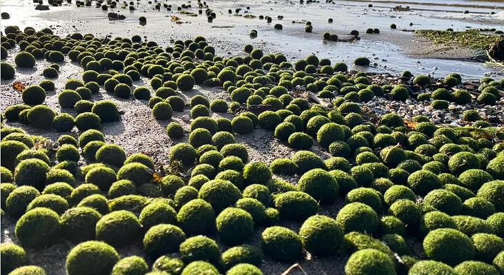 The Baltic Sea Washes Up Thousands of Mysterious Green Spheres: In Denmark They Call it Goat Balls