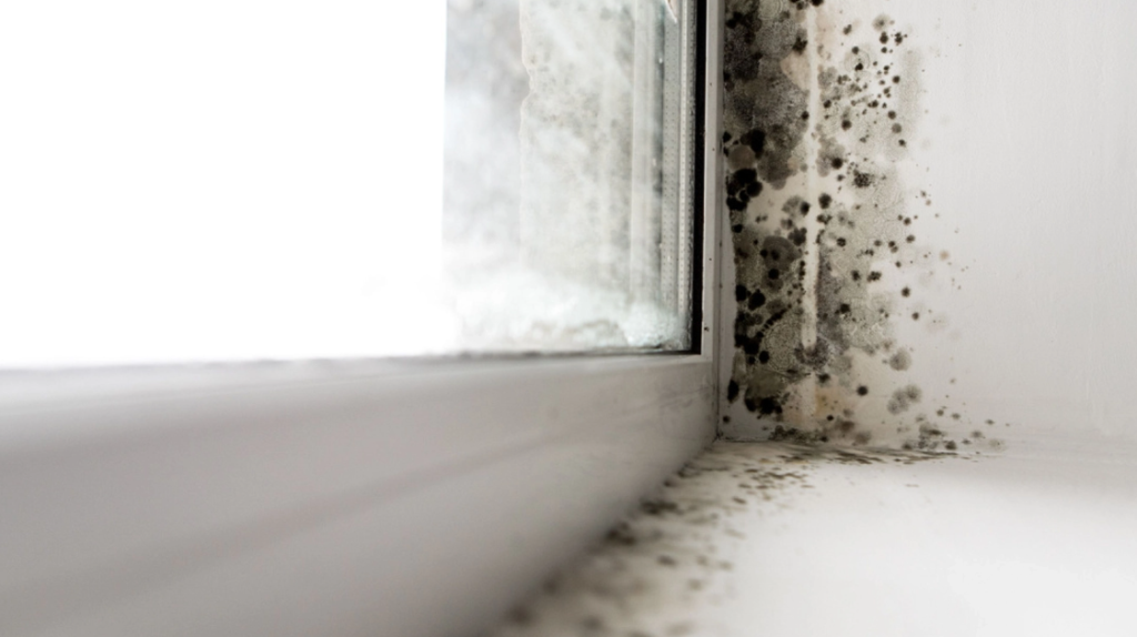 These Plants Absorb Moisture: Aiding You in the Battle Against Condensation and Mold