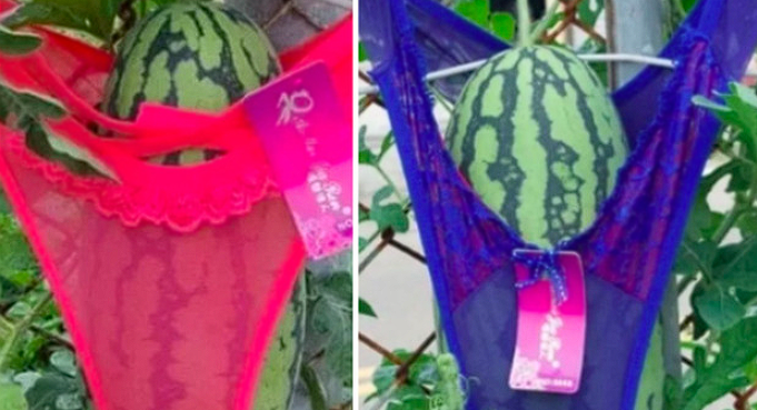 Farmer Dresses Watermelons in Panties: Social Media Mocks Him, But There’s a Serious Reason Behind It