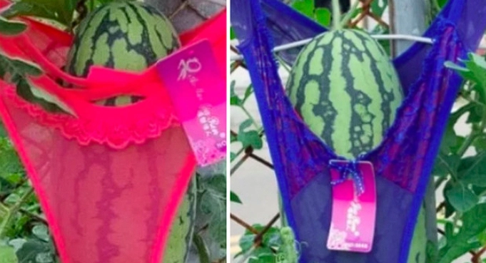 Farmer Dresses Watermelons in Panties: Social Media Mocks Him, But There’s a Serious Reason Behind It