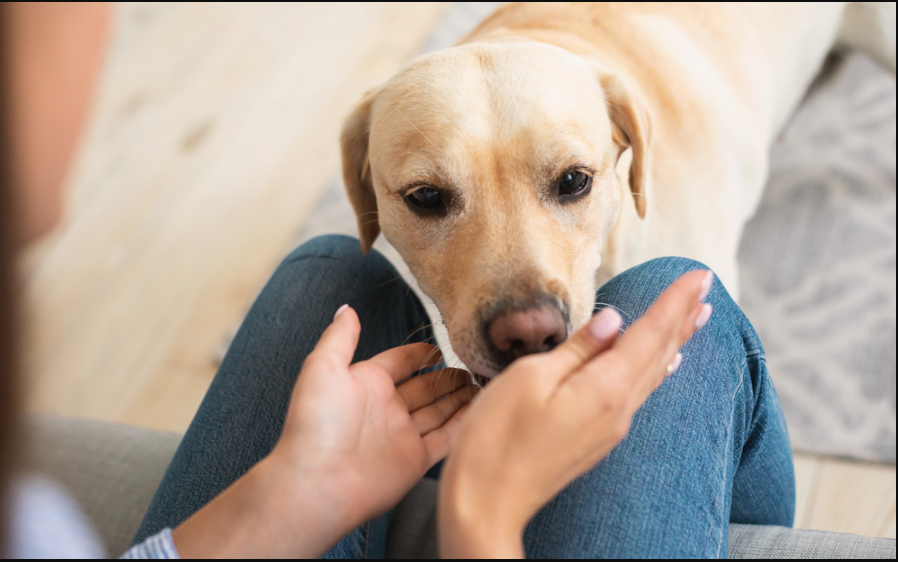 Why Dogs Often Sniff People’s Private Parts