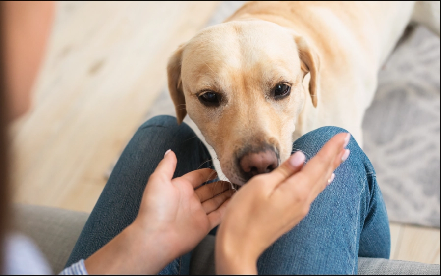 Why Dogs Often Sniff People’s Private Parts