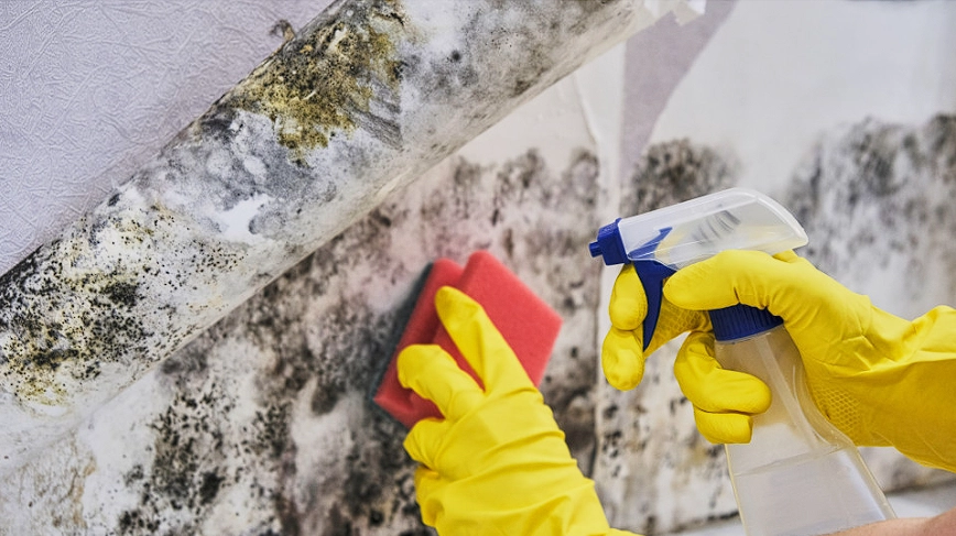 Tips for Instantly (and Safely) Removing Mold from Walls