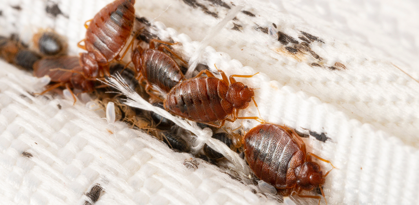 Eliminate Bed Bugs Once and For All With These Kitchen Ingredients