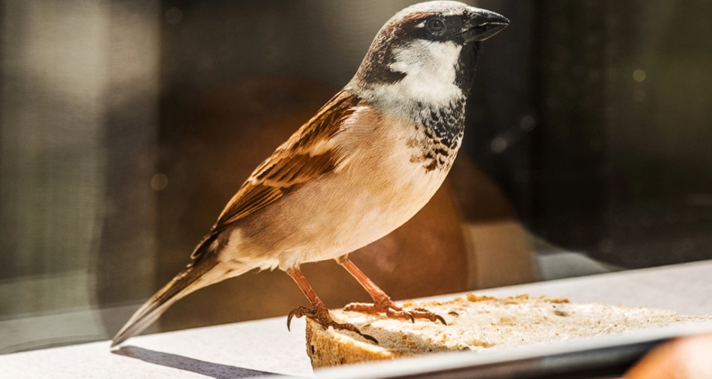 Bird Strikes a Window? Don’t Rush to Bury It