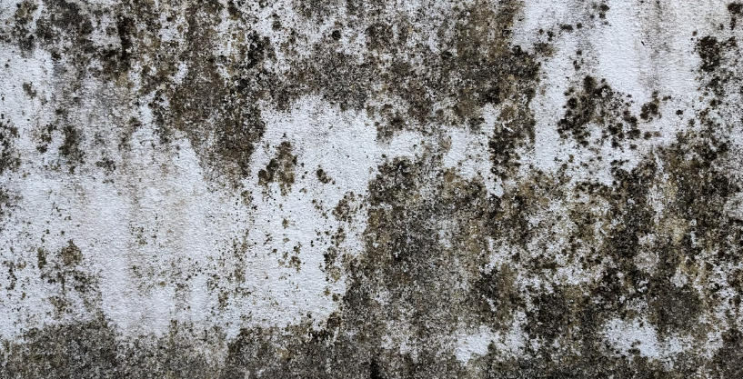 Say Goodbye to Mold: Tips and Tricks for a Fresher, Cleaner Home